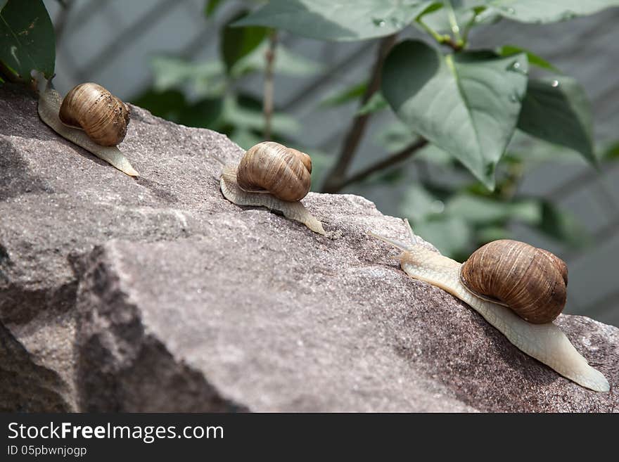 Snail crawling up the stone in nature