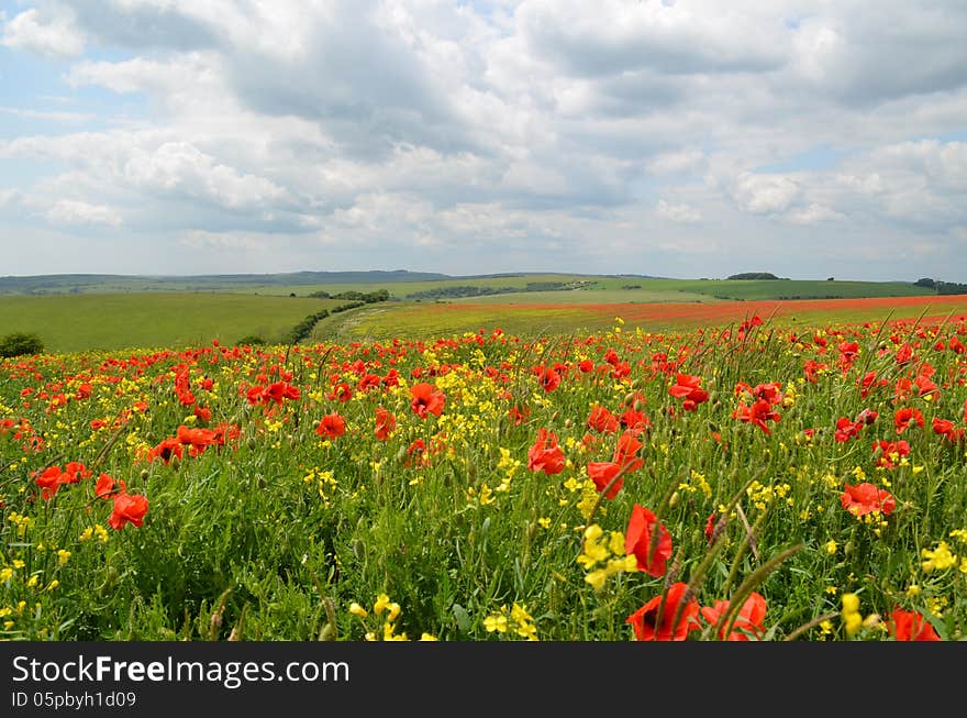 Field of remembrance