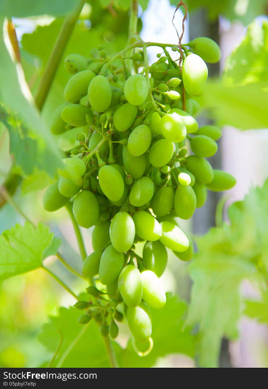 Long close-up of grapes with leaves growing in nature