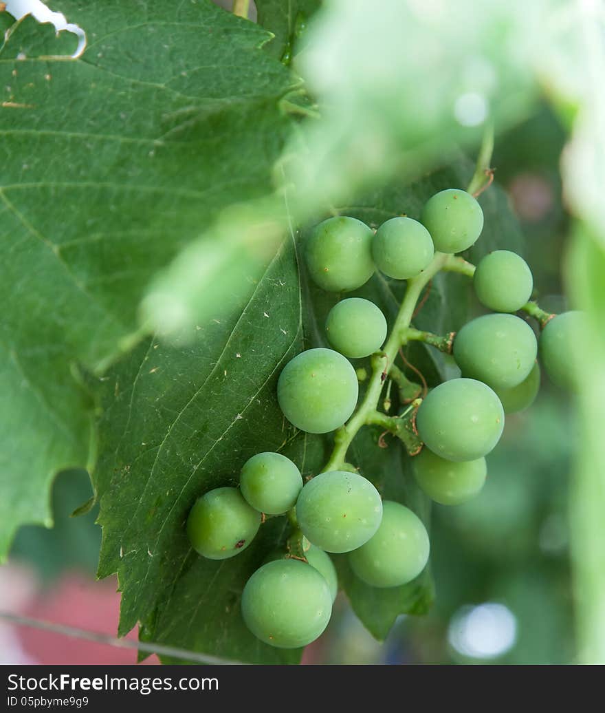 Grapes close up with leaves growing in nature