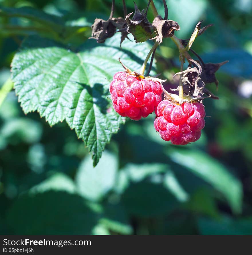 Raspberries Growing In The Nature Of