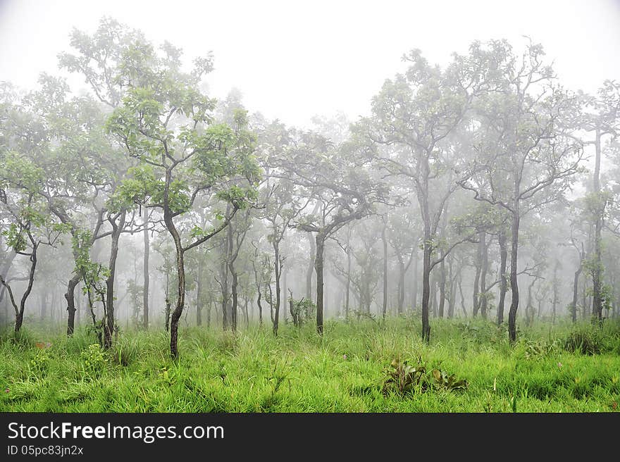 Wonderful forest in fog with green grass