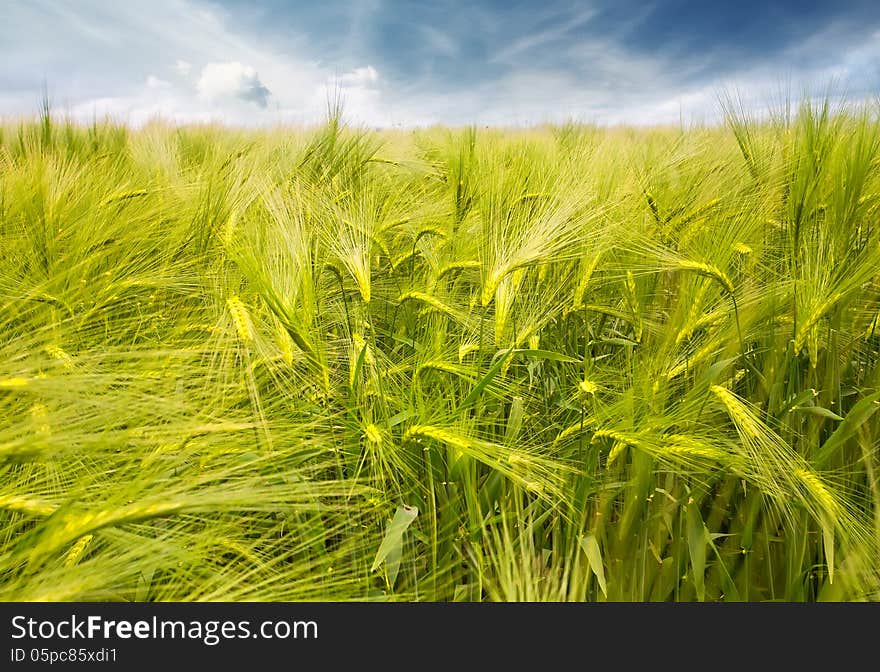 Wheat field with blue sky