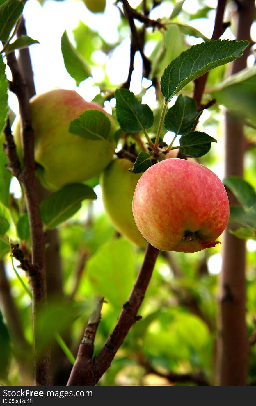 Apple Trees