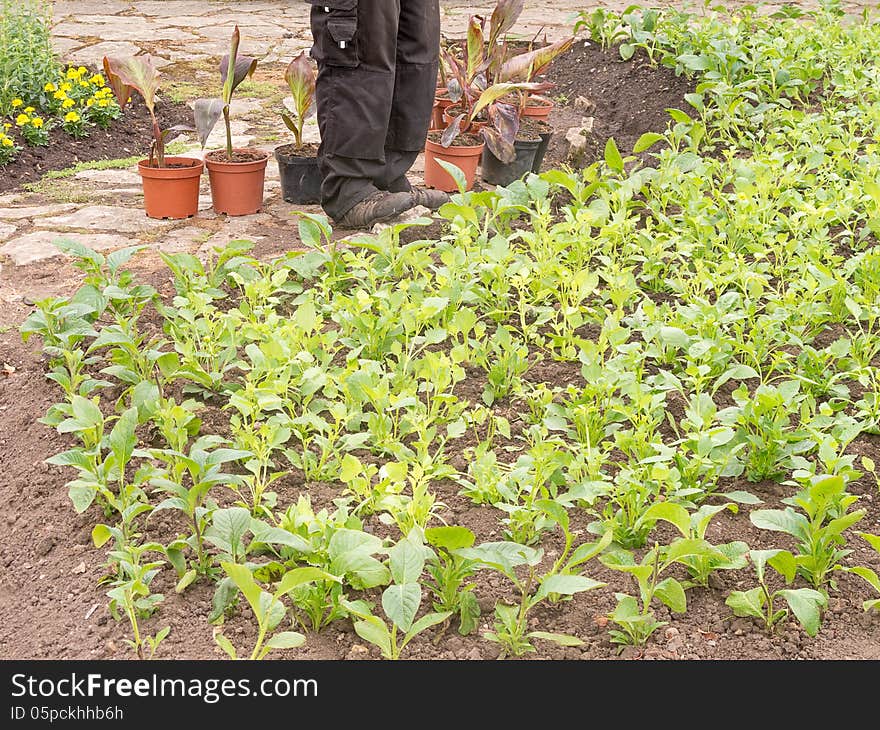 Gardener plants bedding plants in floer beds. Gardener plants bedding plants in floer beds