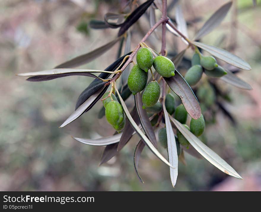 Green Olives