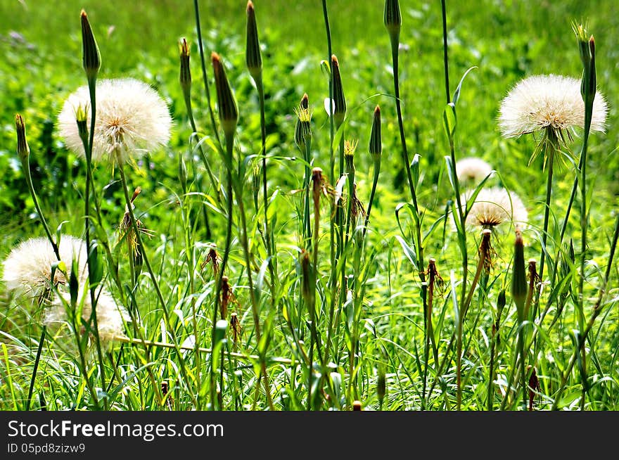 White dandelion in the green field. White dandelion in the green field