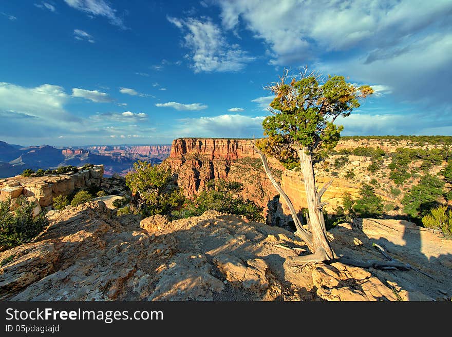 The majestic Grand Canyon with a weathered tree in the foreground, and a beautiful blue sky with white clouds in the background. The majestic Grand Canyon with a weathered tree in the foreground, and a beautiful blue sky with white clouds in the background.