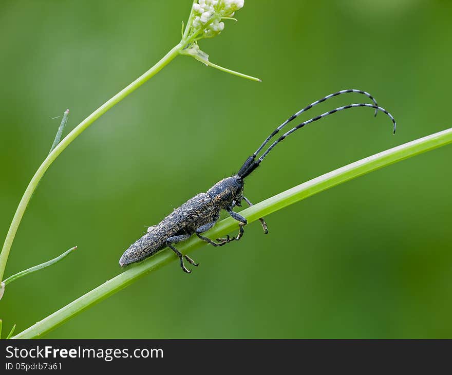 The golden-bloomed grey longhorn beetle (Agapanthia villosoviridescens)