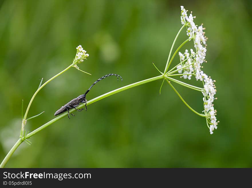 The golden-bloomed grey longhorn beetle (Agapanthia villosoviridescens)