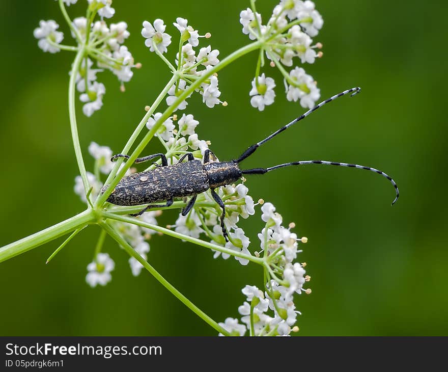 The golden-bloomed grey longhorn beetle (Agapanthia villosoviridescens)