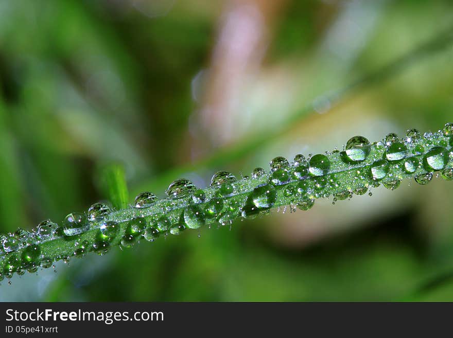 Droplets of water on the grass