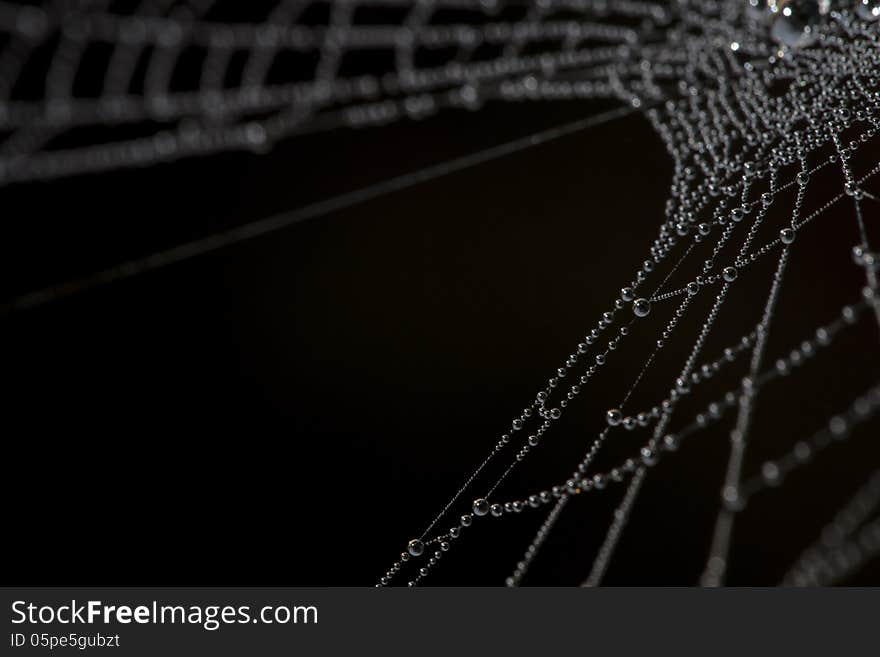 A web made of small water droplets. A web made of small water droplets