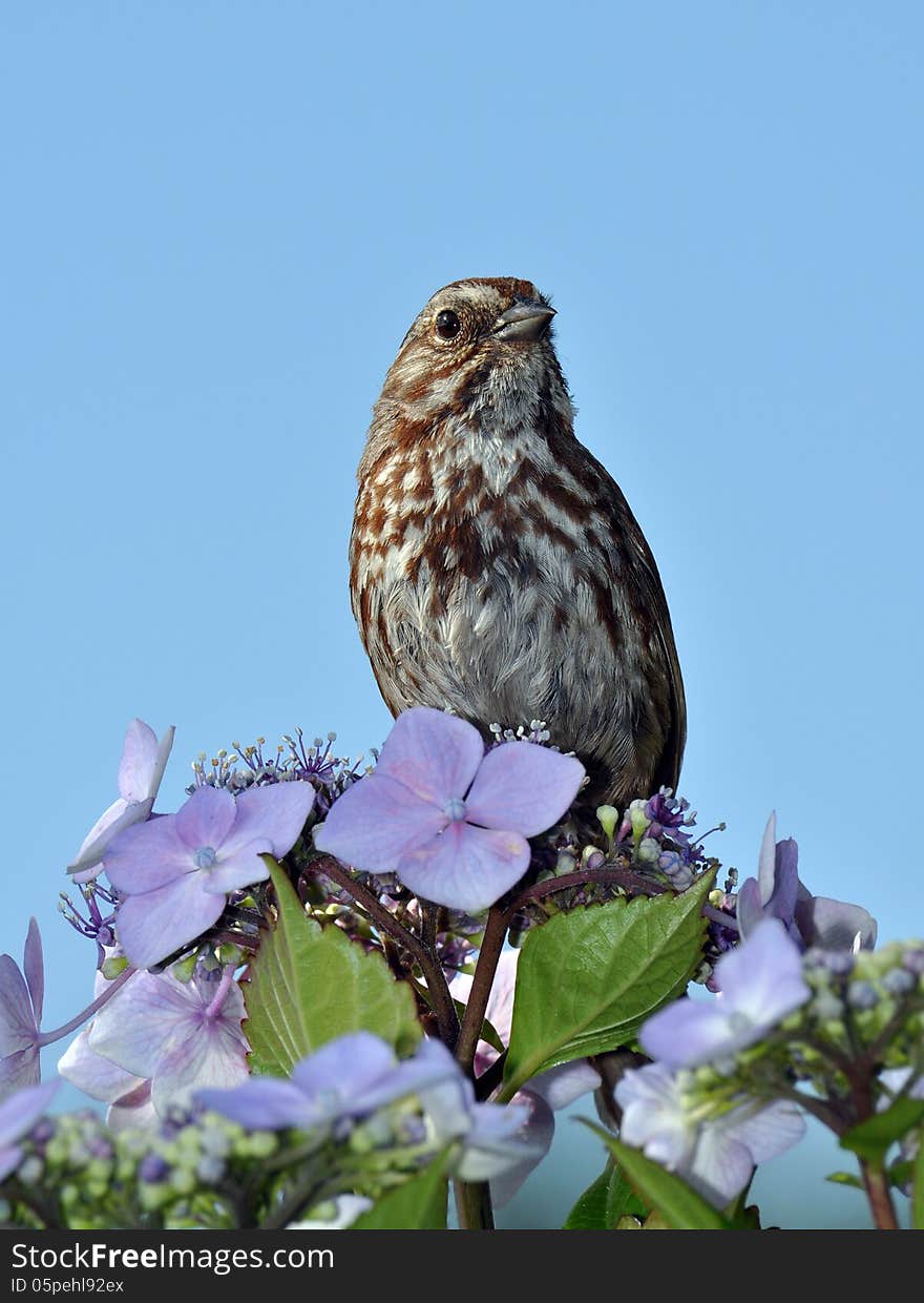 Brown songbird