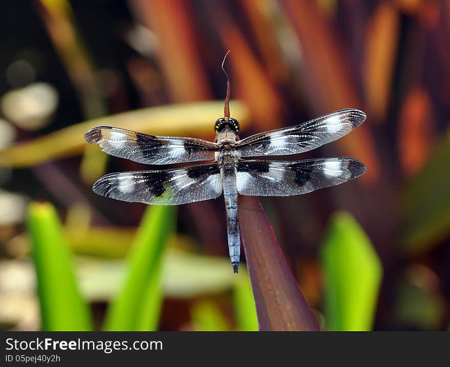 Black and white dragon fly in the garden