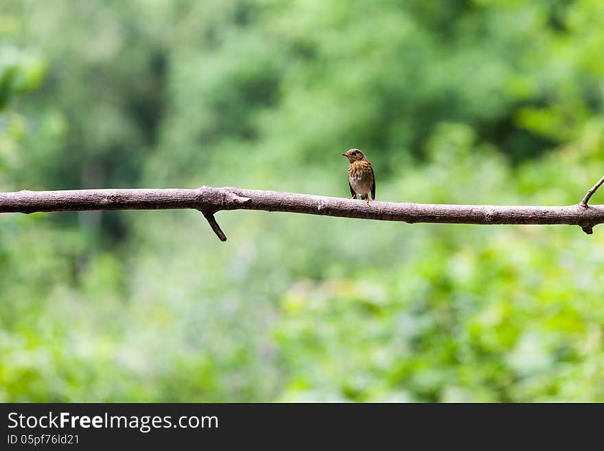 The Dunnock (Prunella modularis) is a small passerine bird found throughout temperate Europe and into Asia. It is by far the most widespread member of the accentor family, which otherwise consists of mountain species. It is sometimes called the Hedge Accentor, Hedge Sparrow or Hedge Warbler. The name dunnock comes from the Ancient British *dunnākos, meaning little brown one.