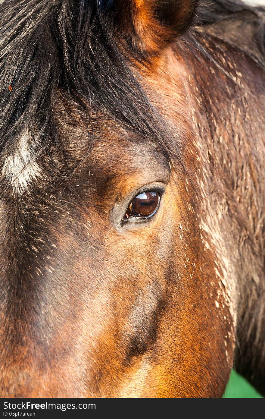 Horse Head