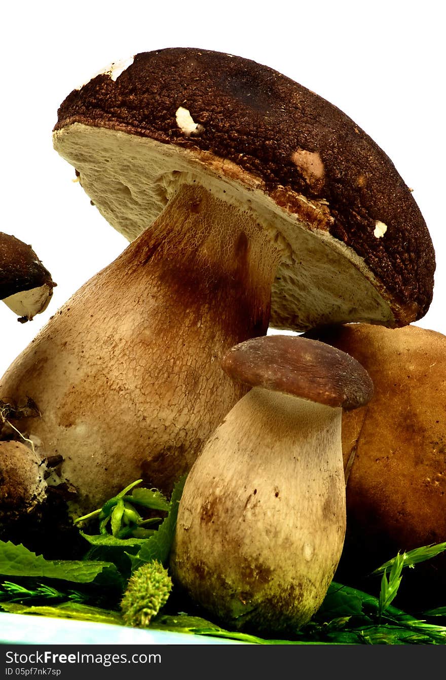 Boletus