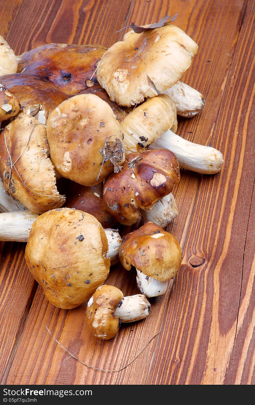 Edible Mushrooms