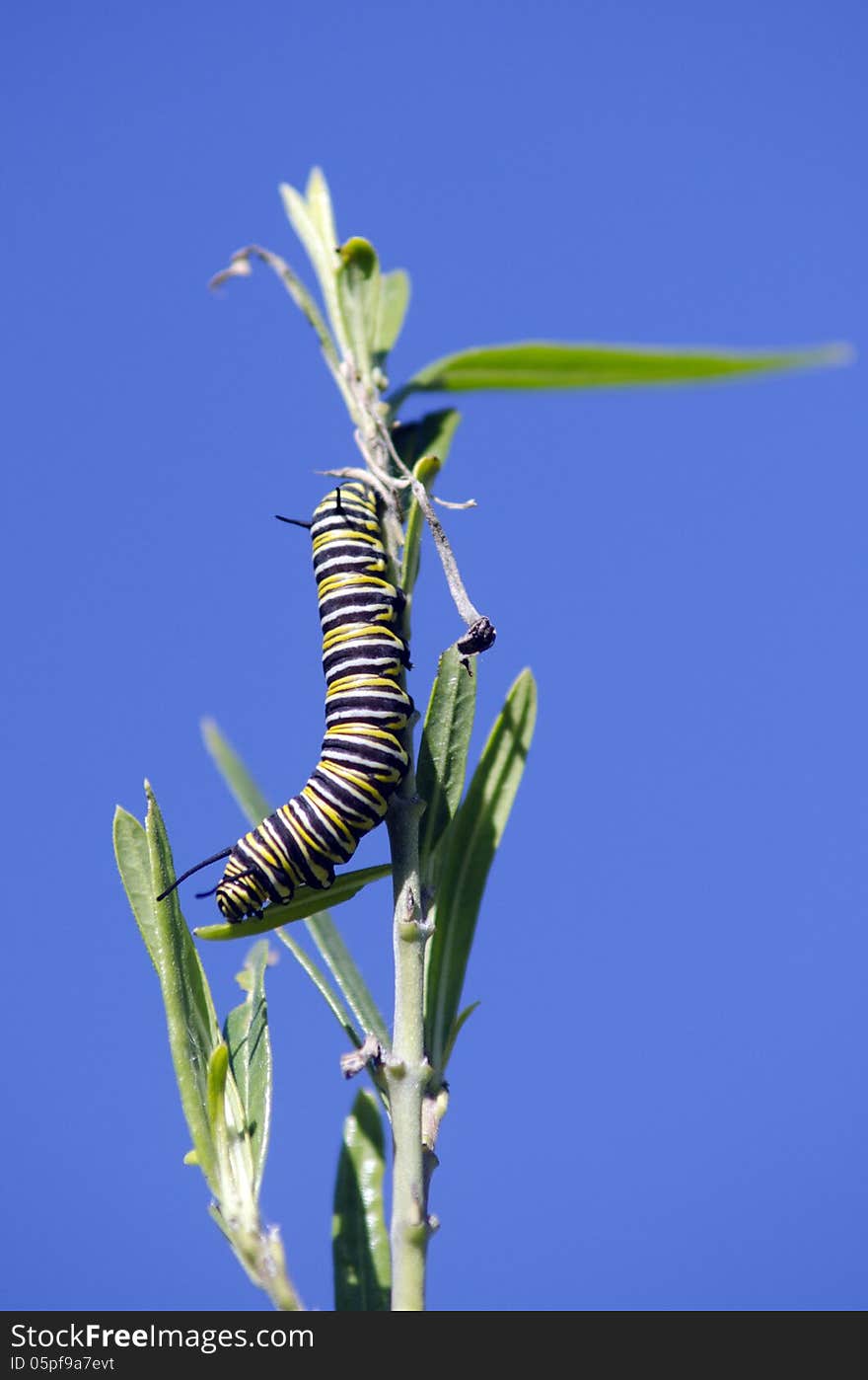 Monarch butterfly caterpillar