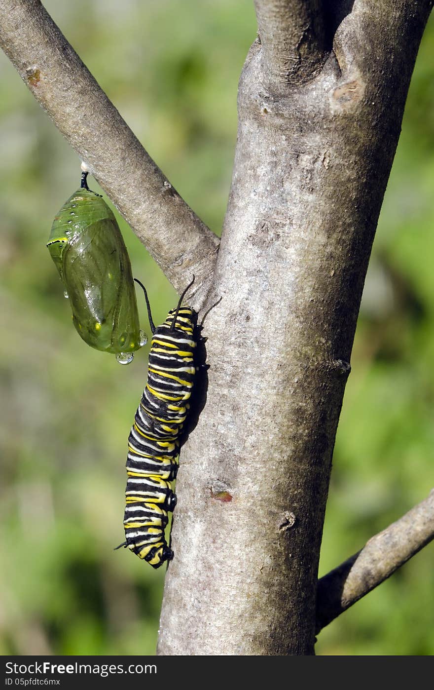 Monarch butterfly caterpillar