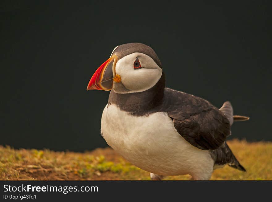 Puffin on skoma island