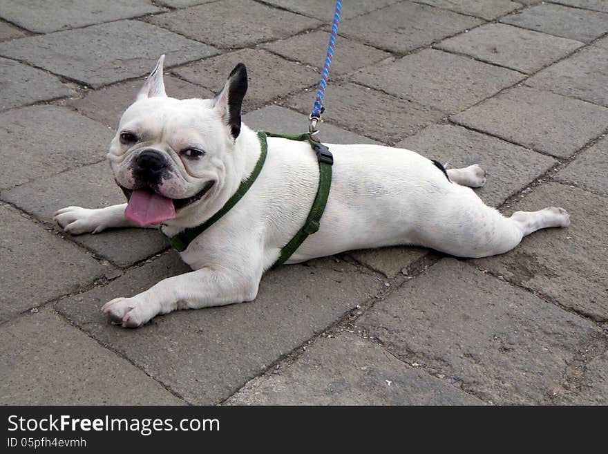 French bulldog.