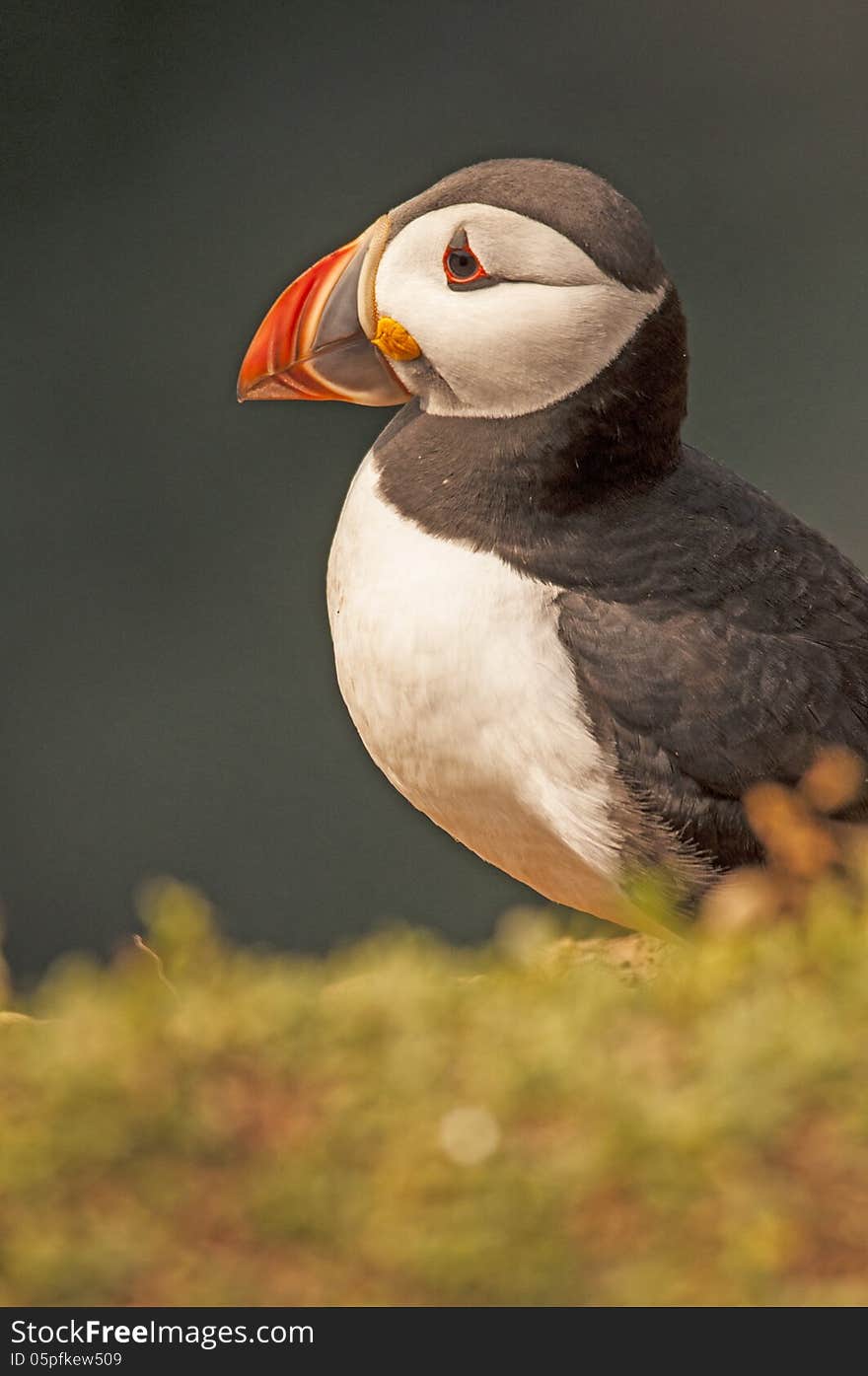 Puffin On Skoma Island