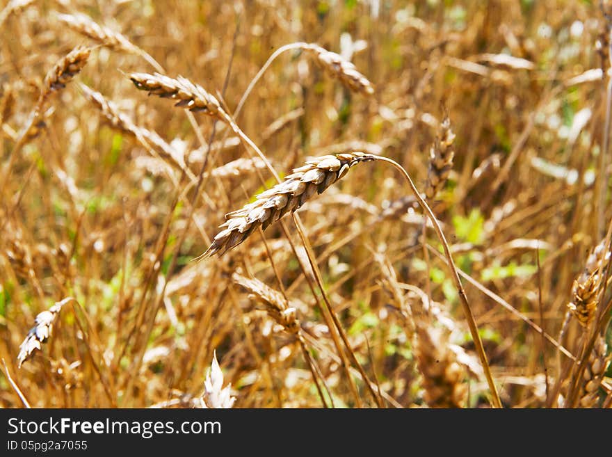 Gold ears of ripe, natural vegetation background