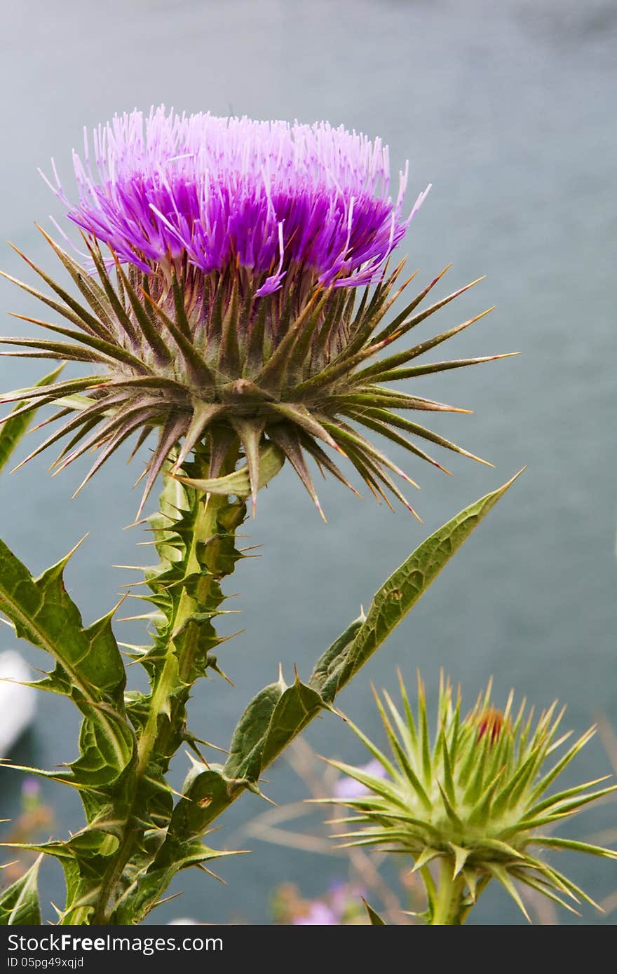 Blooming artichoke flower