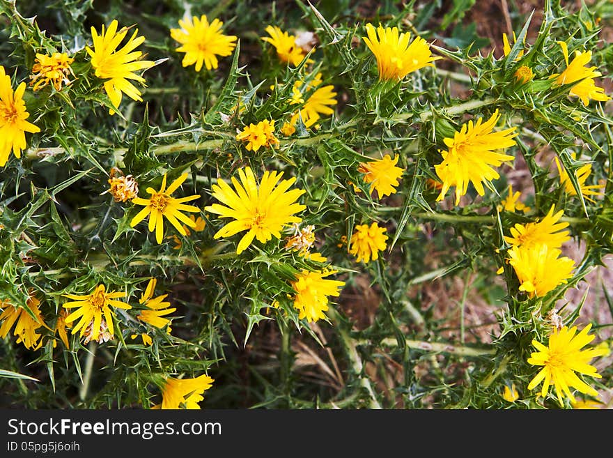 Natural Herbal Background Small Yellow Flowers