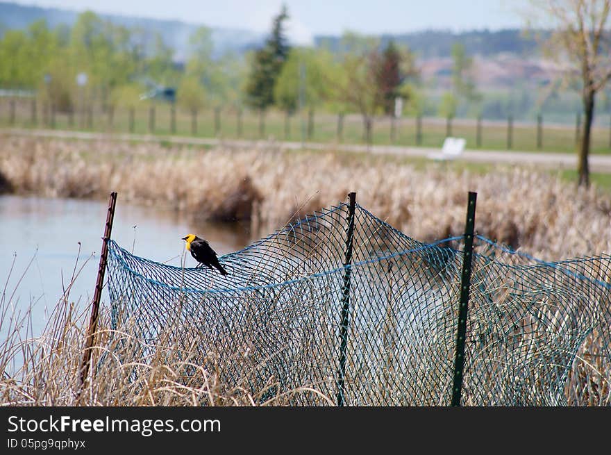 Yellow-headed Blackbird Xanthocephalus xanthocepha