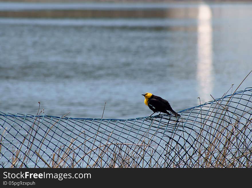 A Yellow Headed Black Bird on blue fence by by visitors center lake refuge in 100 Mile House, British Columbia, Canada. A Yellow Headed Black Bird on blue fence by by visitors center lake refuge in 100 Mile House, British Columbia, Canada