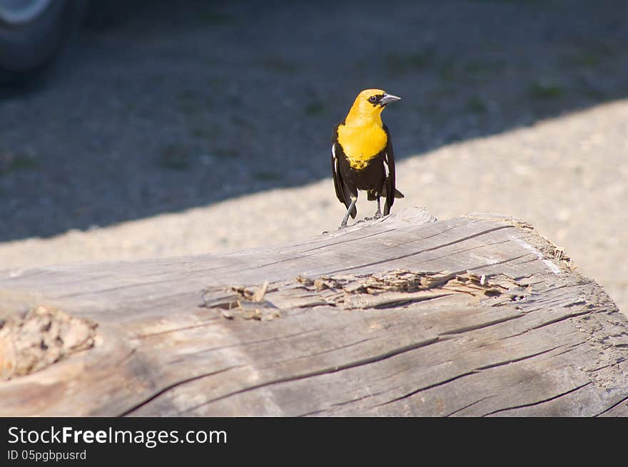 Yellow-headed Blackbird Xanthocephalus xanthocepha