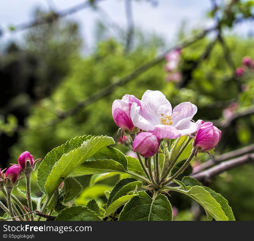 Flower Of Apple