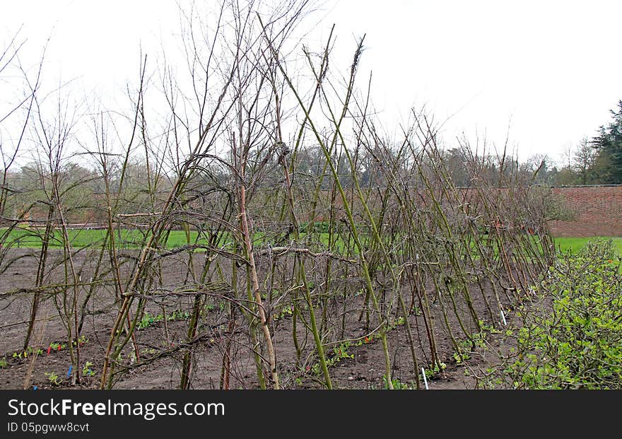 Wooden Frames to Support Sweet Pea Plants.