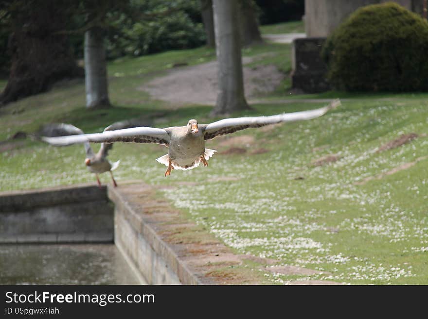 Greylag Goose.