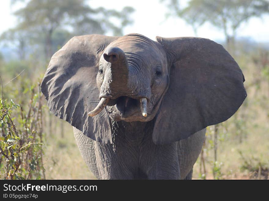 Angry elephant in Tarangire National Park