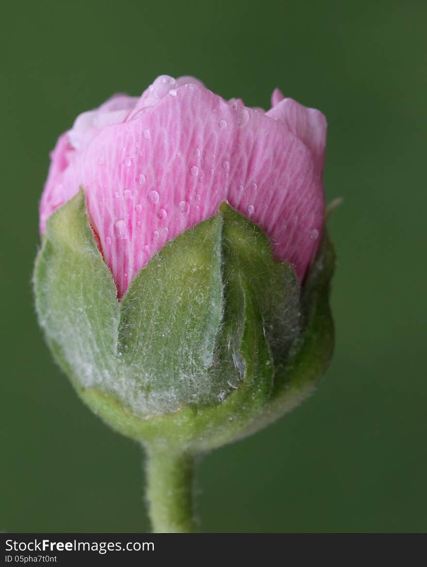 Pink Hollyhock Bud