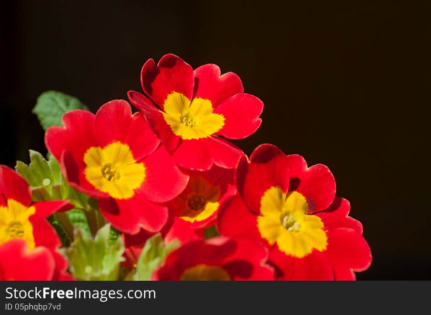 Beautiful blossoming red primula flower (Primula cultivar) isolated on black background