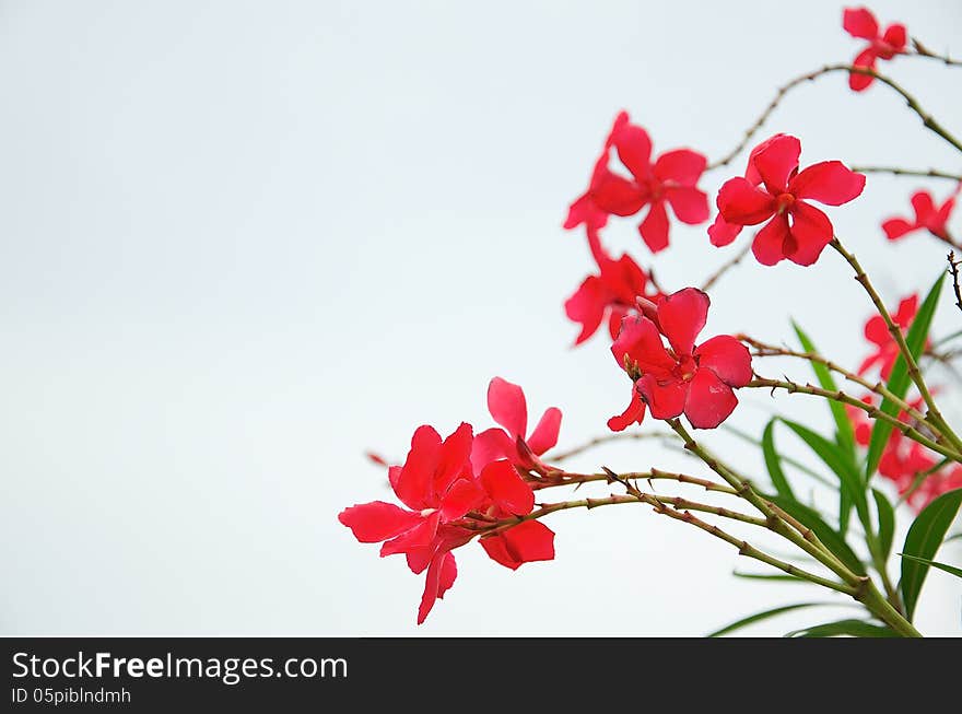 Red flowers in Bright blue days