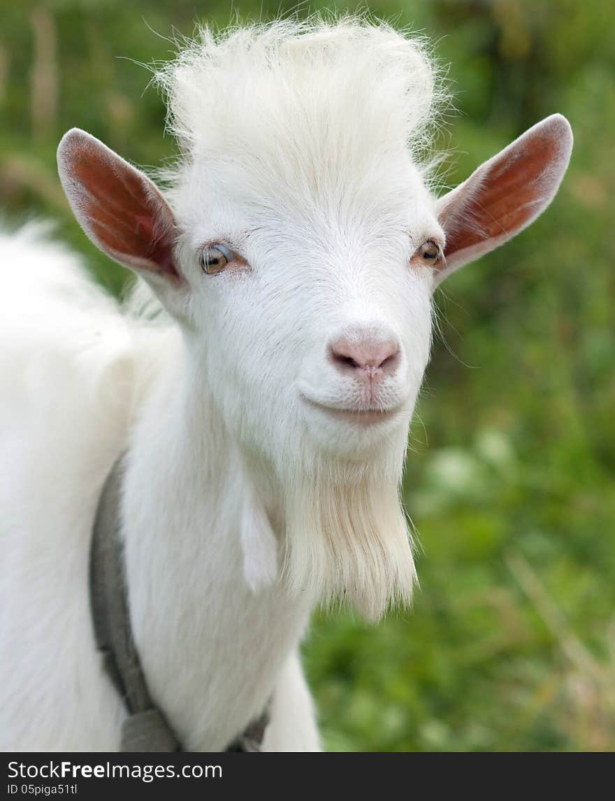 The male has wedge-shaped beard about 20 cm long. The beard is an important element of recognition of the goat. The male has wedge-shaped beard about 20 cm long. The beard is an important element of recognition of the goat.