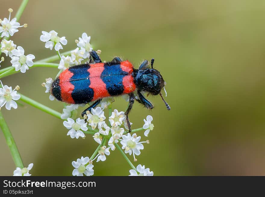 Striped beetle