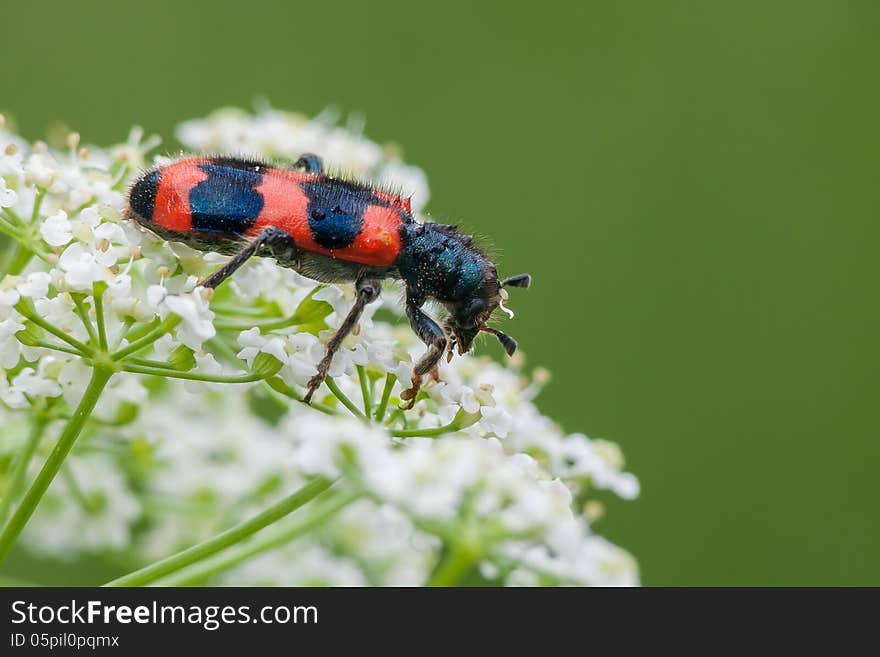 Striped beetle