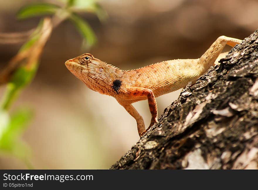 Brown asian lizard hang on tree