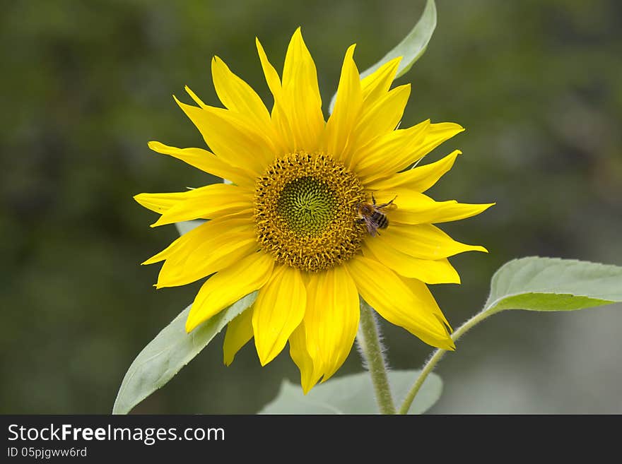 Sunflower.