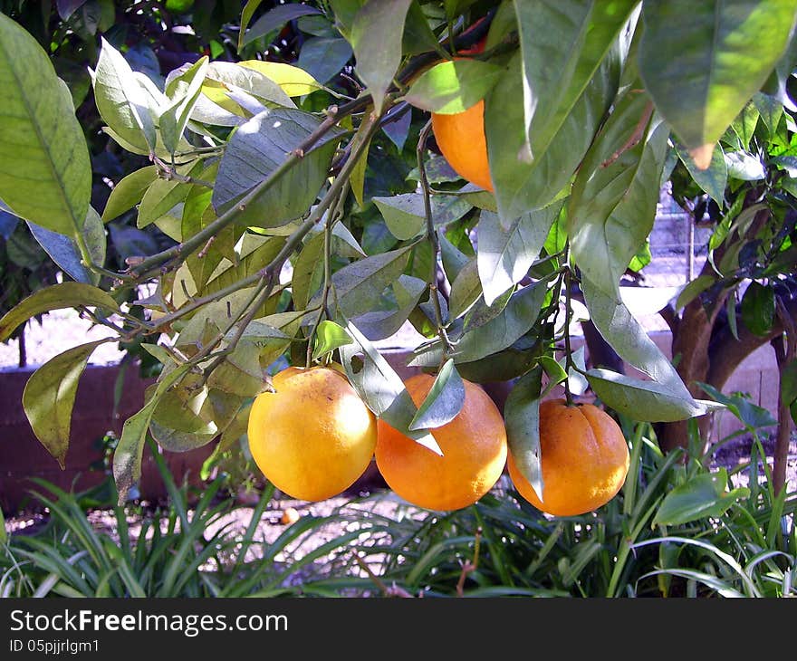 Oranges hanging with green branches