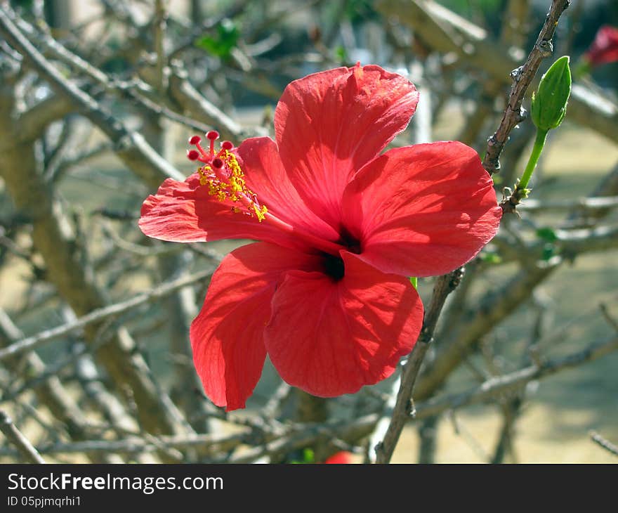 Hibiscus between sunbathing green branchesHibiscus