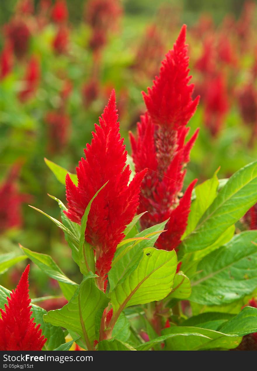 Red Cockscomb Flowers