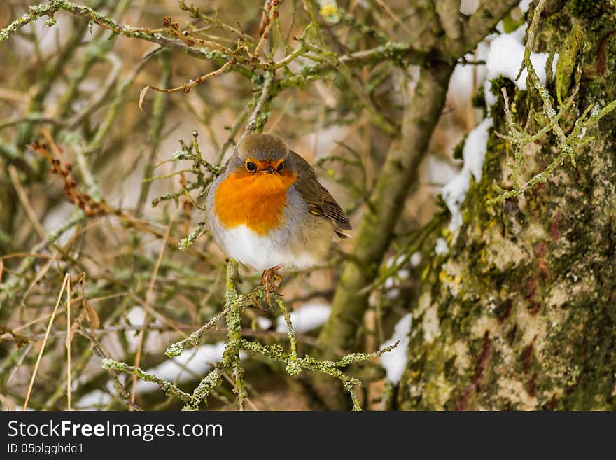 The European Robin (Erithacus rubecula), most commonly known in Anglophone Europe simply as the Robin, is a small insectivorous passerine bird that was formerly classed as a member of the thrush family (Turdidae)